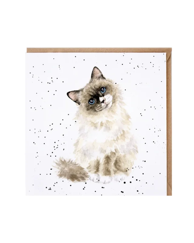 Katzen Grußkarte „Paws for Thought“ von Wrendale Designs mit handillustrierter, flauschiger Katze mit blauen Augen auf weißem Hintergrund mit feinen schwarzen Sprenkeln, brauner Umschlag im Hintergrund.